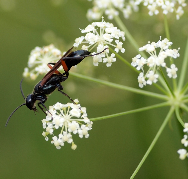 Sphecidae